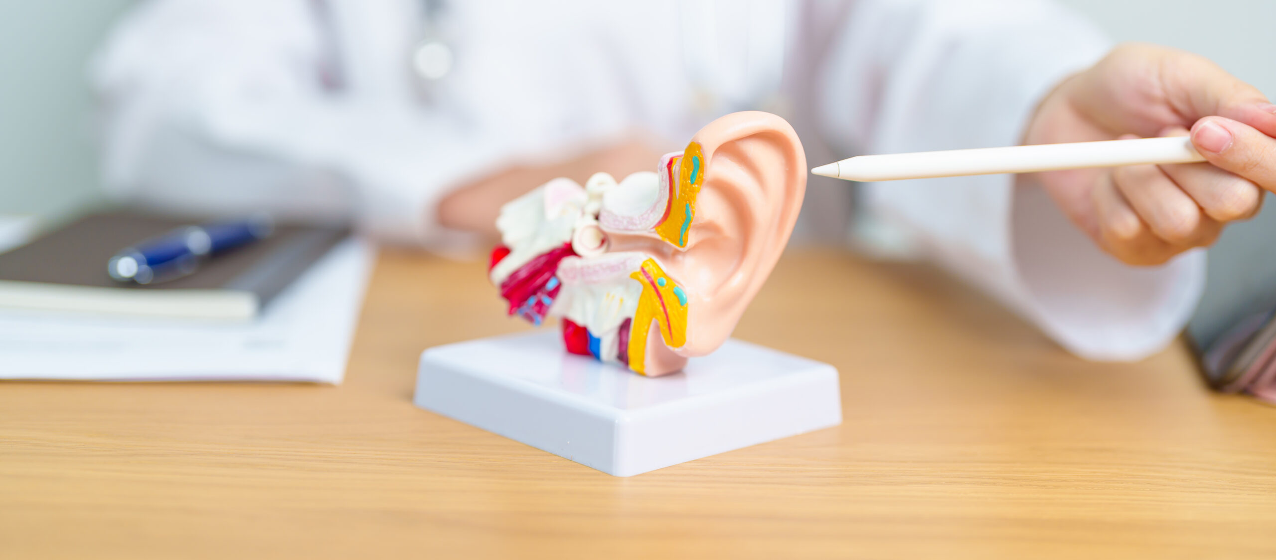 Doctor with human Ear anatomy model. Ear disease, Atresia, Otiti